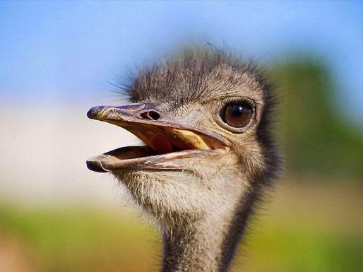 Страусиная ферма