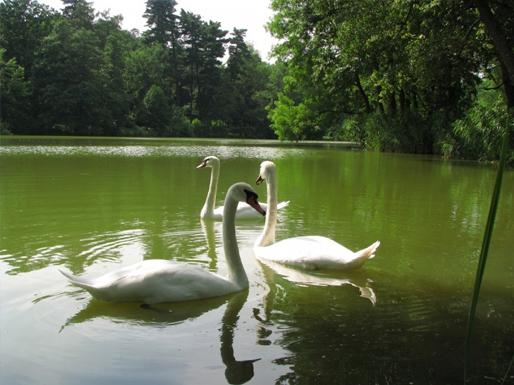Тростянецкий дендро парк